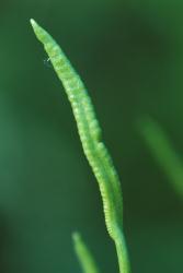 Ophioglossum petiolatum. Close-up of fertile lamina showing embedded sporangia in two rows either side of midrib.
 Image: P.J. Brownsey © Pat Brownsey 1979 CC BY-NC 3.0 NZ